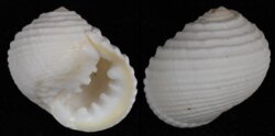 Nerita plicata