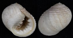 Nerita plicata