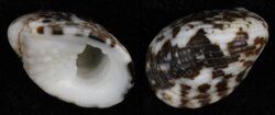 Nerita albicilla