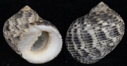 Nerita undata