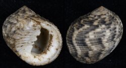 Nerita undata