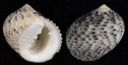 Nerita undata