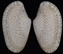 Paphia undulata