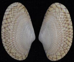 Paphia undulata