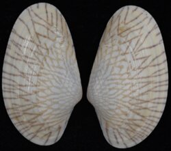 Paphia undulata