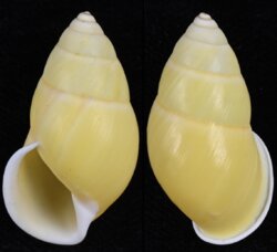 Amphidromus chloris