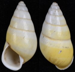 Amphidromus quadrasi