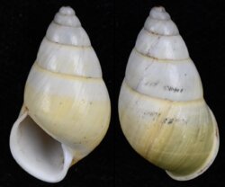 Amphidromus quadrasi