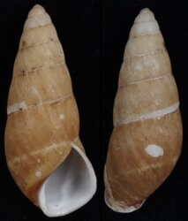 Hypselostyla boholensis