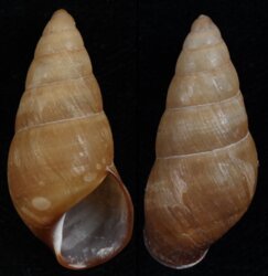 Hypselostyla boholensis