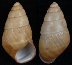 Hypselostyla camelopardalis