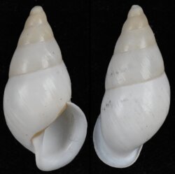 Dolichostyla partuloides