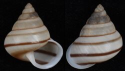 Papuina mendana