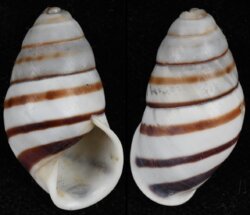 Helicostyla stabilis