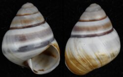 Helicostyla cf annulata