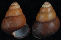 Helicostyla pithogaster
