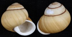 Helicostyla sphaerica