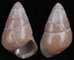 Dolichostyla fischeri