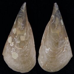 Atrina fragilis