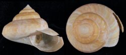 Bayerotrochus teramachii