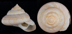 Bayerotrochus africanus