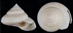 Perotrochus westralis