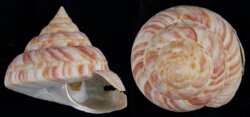 Mikadotrochus hirasei