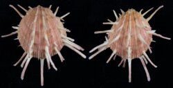 Spondylus regius