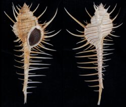 Murex troscheli