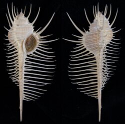 Murex pecten