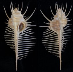 Murex pecten