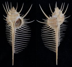 Murex pecten