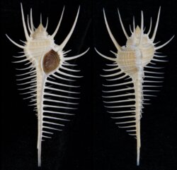 Murex pecten