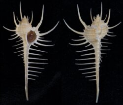 Murex pecten