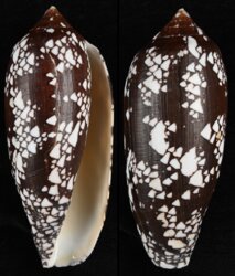 Darioconus aulicus