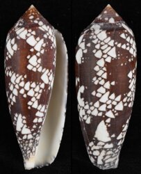 Darioconus aulicus