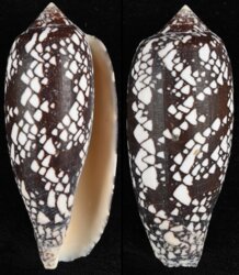 Darioconus aulicus