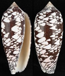 Darioconus aulicus