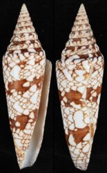 Leptoconus milneedwardsi milneedwardsi