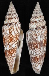 Leptoconus milneedwardsi milneedwardsi