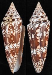 Leptoconus milneedwardsi clytospira