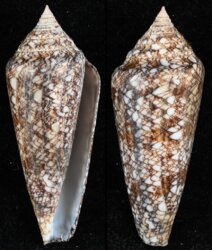Cylinder gloriamaris feliciae