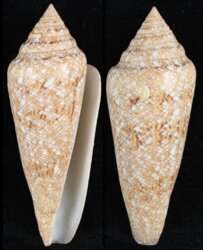 Cylinder gloriamaris