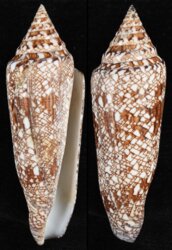 Cylinder bengalensis bengalensis