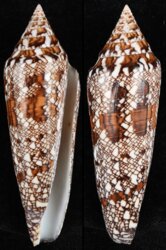 Cylinder bengalensis bengalensis