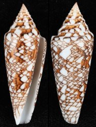 Cylinder sumbawaensis