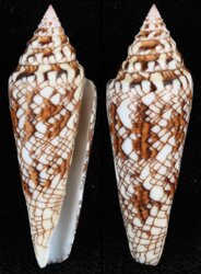 Cylinder sumbawaensis