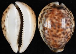 Cypraea tigris tigris