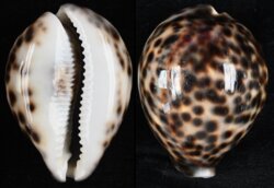 Cypraea tigris tigris