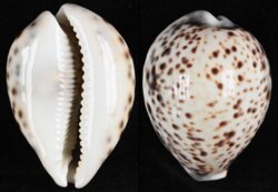 Cypraea tigris tigris